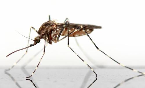 武汉消杀公司解析几种灭蚊的最佳方法